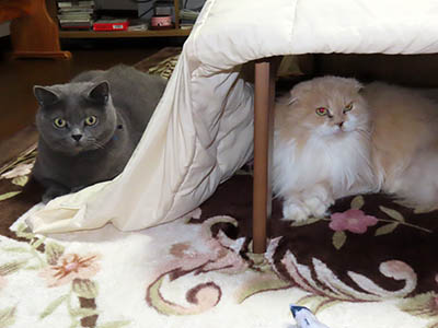 占い メール鑑定 ミーコ