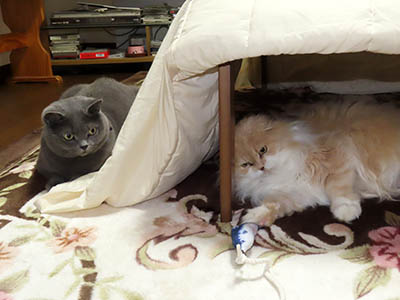 占い メール鑑定 ミーコ