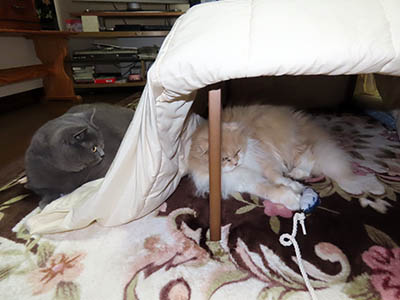 占い メール鑑定 ミーコ