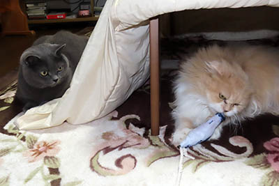 占い メール鑑定 ミーコ