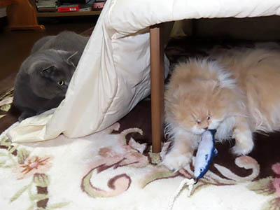 占い メール鑑定 ミーコ