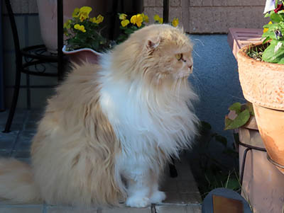 占い メール鑑定 ミーコ