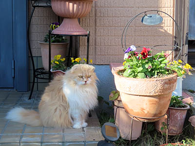 占い メール鑑定 ミーコ