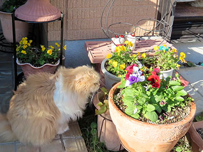 占い メール鑑定 ミーコ