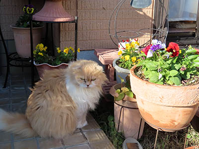 占い メール鑑定 ミーコ