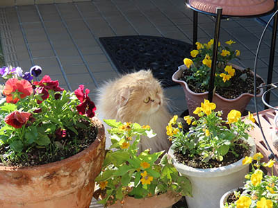 占い メール鑑定 ミーコ