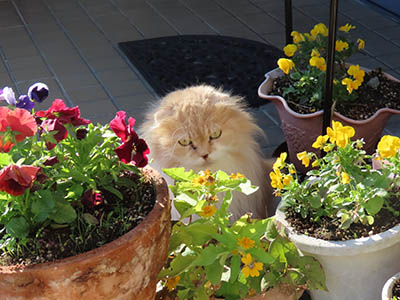 占い メール鑑定 ミーコ