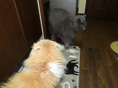 占い メール鑑定 ミーコ