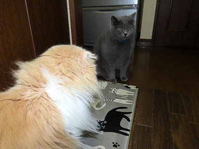 占い メール鑑定 ミーコ