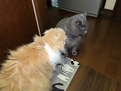 占い メール鑑定 ミーコ