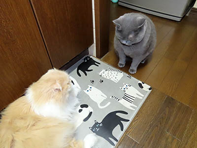 占い メール鑑定 ミーコ