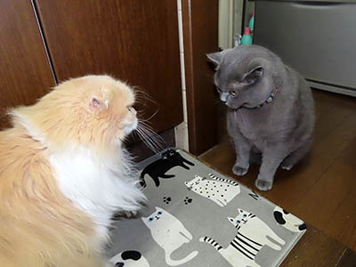 占い メール鑑定 ミーコ