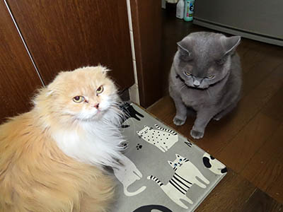 占い メール鑑定 ミーコ