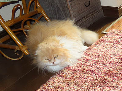 占い メール鑑定 ミーコ