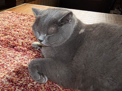 占い メール鑑定 ミーコ