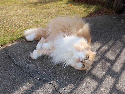 占い メール鑑定 ミーコ