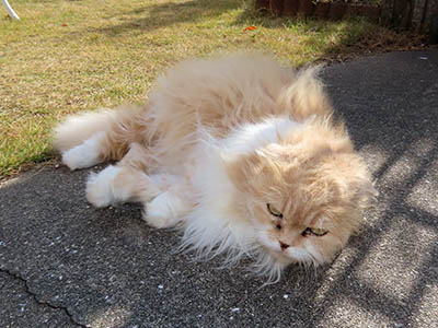 占い メール鑑定 ミーコ