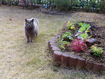 占い メール鑑定 ミーコ