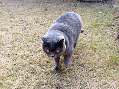 占い メール鑑定 ミーコ