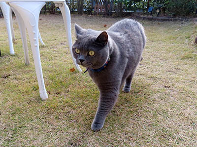 占い メール鑑定 ミーコ