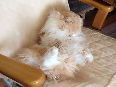 �肢�@���[���Ӓ�@�~�[�R