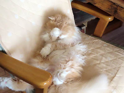 �肢�@���[���Ӓ�@�~�[�R