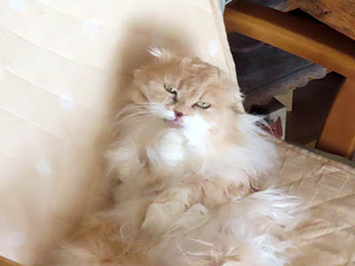 �肢�@���[���Ӓ�@�~�[�R