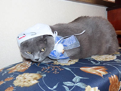 �肢�@���[���Ӓ�@�~�[�R