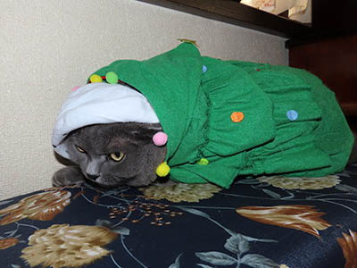 �肢�@���[���Ӓ�@�~�[�R