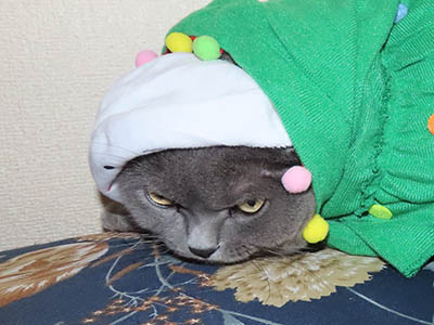 �肢�@���[���Ӓ�@�~�[�R