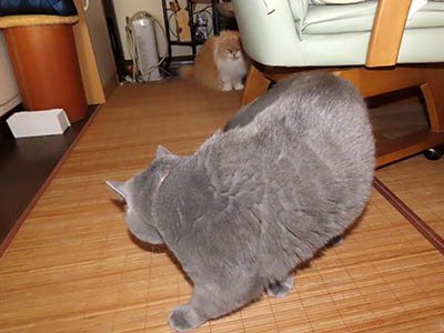 �肢�@���[���Ӓ�@�~�[�R