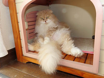 �肢�@���[���Ӓ�@�~�[�R