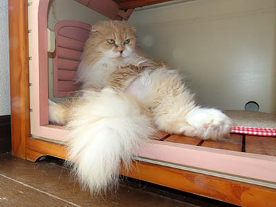 �肢�@���[���Ӓ�@�~�[�R