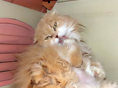 �肢�@���[���Ӓ�@�~�[�R