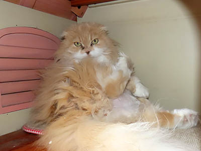 �肢�@���[���Ӓ�@�~�[�R