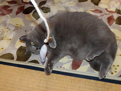 �肢�@���[���Ӓ�@�~�[�R