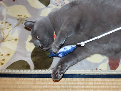 �肢�@���[���Ӓ�@�~�[�R