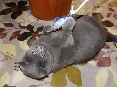 �肢�@���[���Ӓ�@�~�[�R