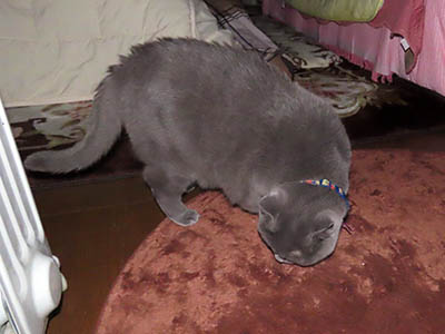 �肢�@���[���Ӓ�@�~�[�R