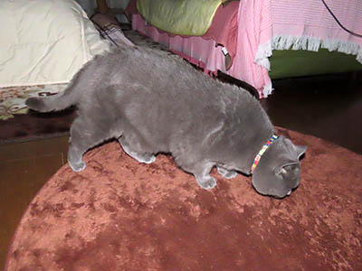 �肢�@���[���Ӓ�@�~�[�R