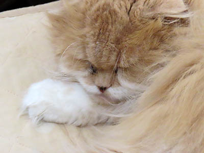 �肢�@���[���Ӓ�@�~�[�R