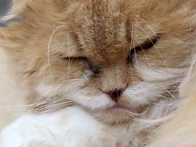 �肢�@���[���Ӓ�@�~�[�R