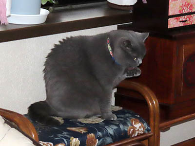 �肢�@���[���Ӓ�@�~�[�R