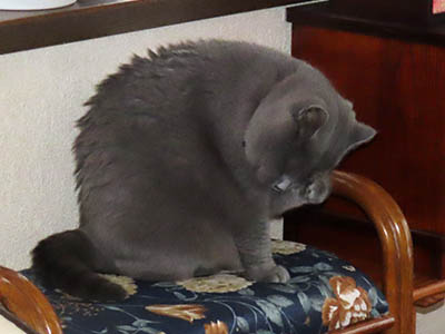 �肢�@���[���Ӓ�@�~�[�R