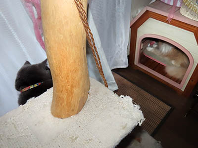 �肢�@���[���Ӓ�@�~�[�R