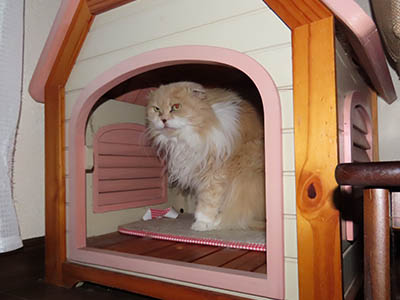 �肢�@���[���Ӓ�@�~�[�R