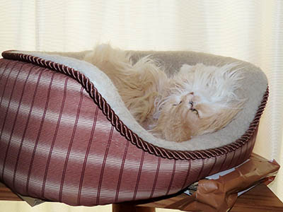 �肢�@���[���Ӓ�@�~�[�R