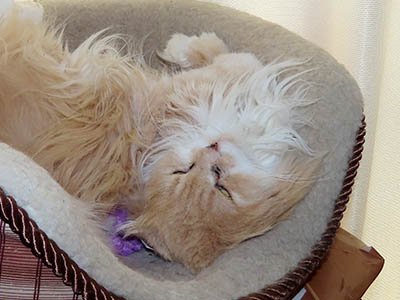 �肢�@���[���Ӓ�@�~�[�R