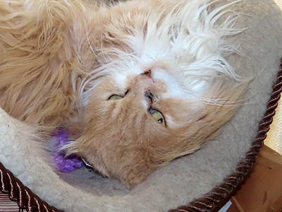 �肢�@���[���Ӓ�@�~�[�R