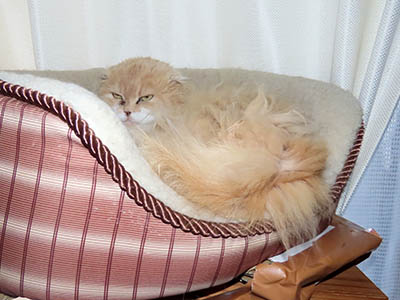 �肢�@���[���Ӓ�@�~�[�R